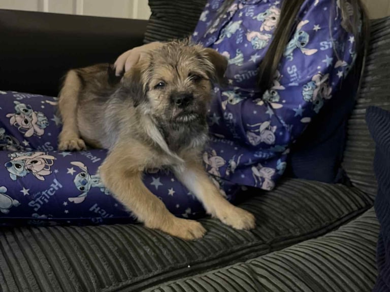 image for PUG/SHIH TZU