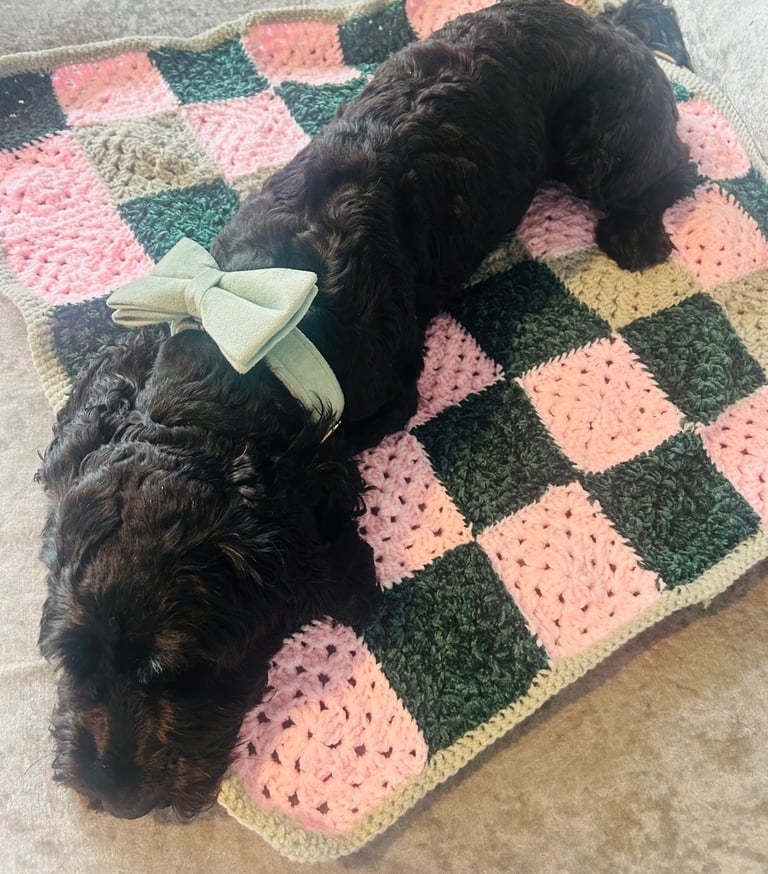 Beautiful Black Female Cockapoo – Loving Family Companion