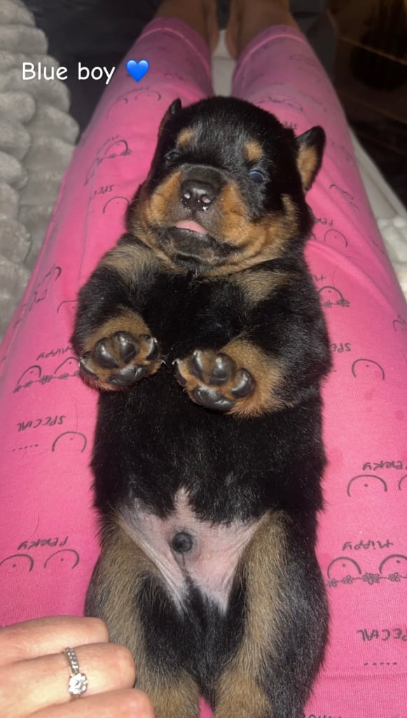 image for Beautiful Rottweiler pups