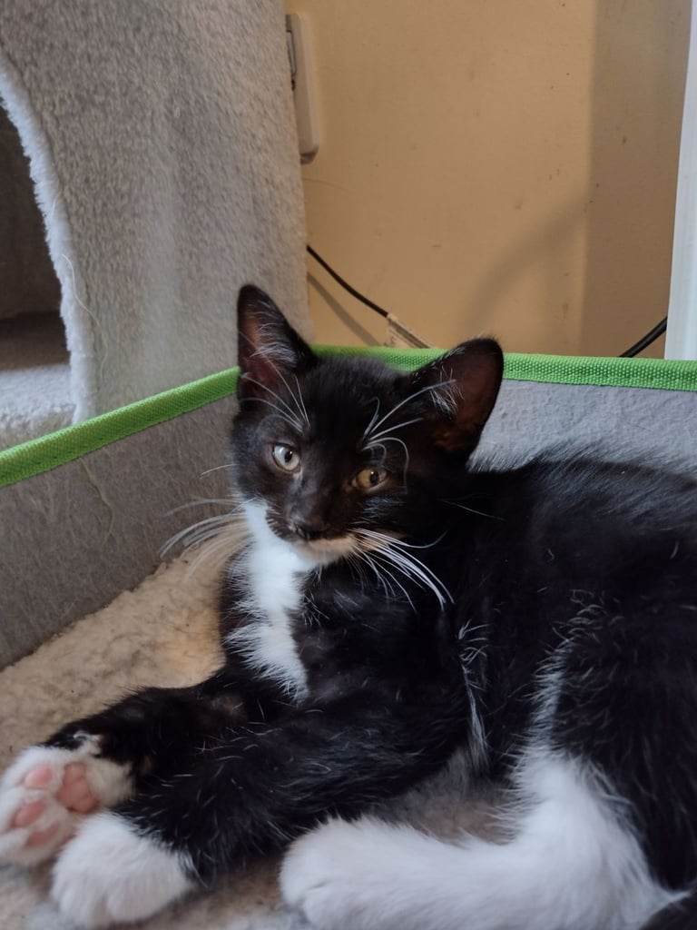 Black And White Tuxedo Neutered Tom Cat Tuxedo Cats In Scotland