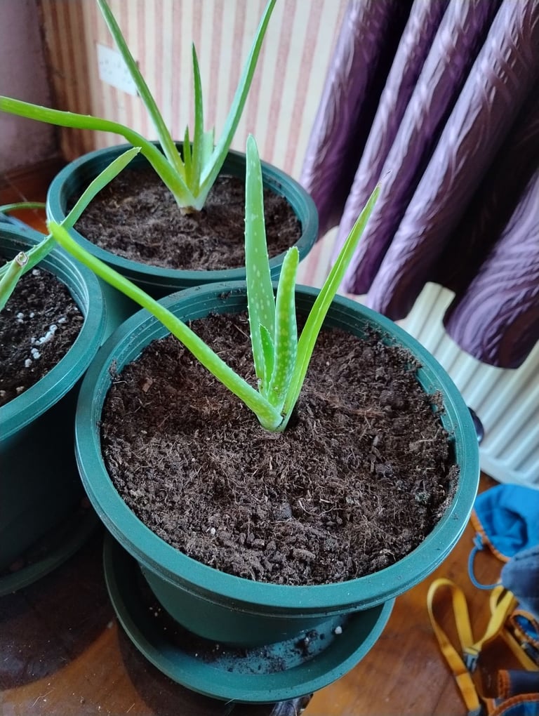 Variety of Aloe Vera Plants