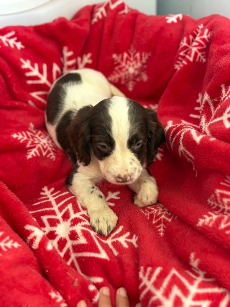 Beautiful Cocker Spaniel Puppys 😍
