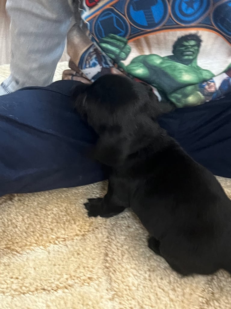 Miniature dachshund puppy