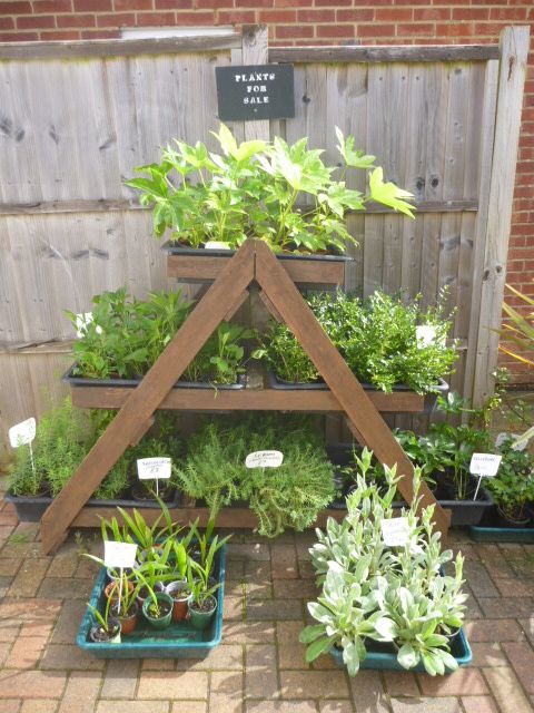 image for Garden Plants  Pachysandra, Campanula, Heuchera Palm Penstemon Grass Hellebore Hibiscus Fig  etc