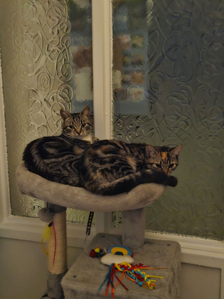 image for Cat/kitten