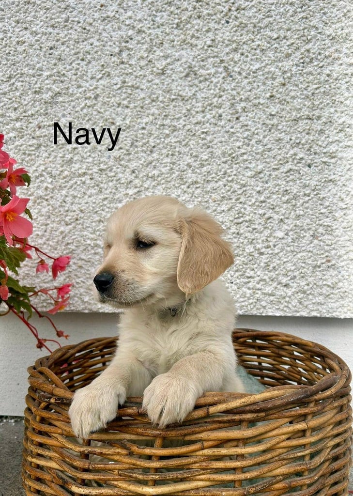 Gorgeous Cream KC Golden Retriever Puppies