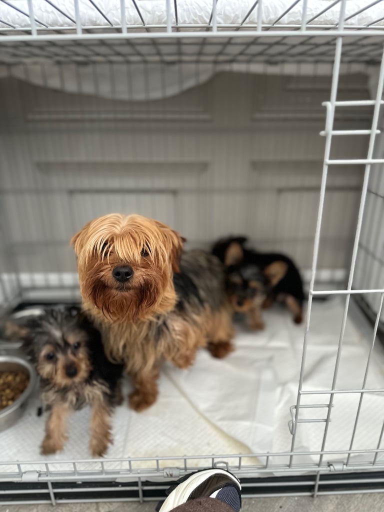  Male yorkie  pup for sale 