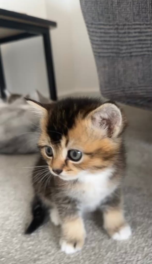🌟Rare British longhair x Scottish Kitten 🌟
