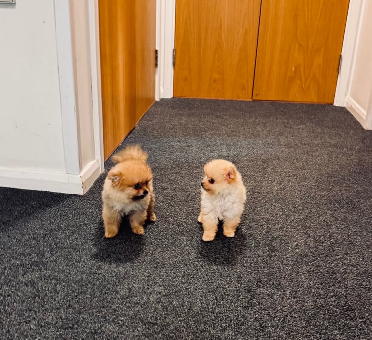 Small teddy Pomeranian puppy boy (brown) 