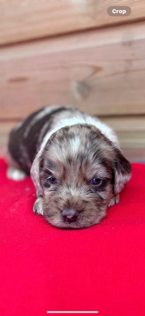 Sprocker spaniel 