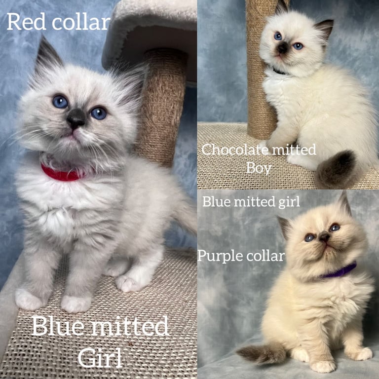 Ready Beautiful Ragdoll Kittens Blue Mitted and Chocolate Mitted