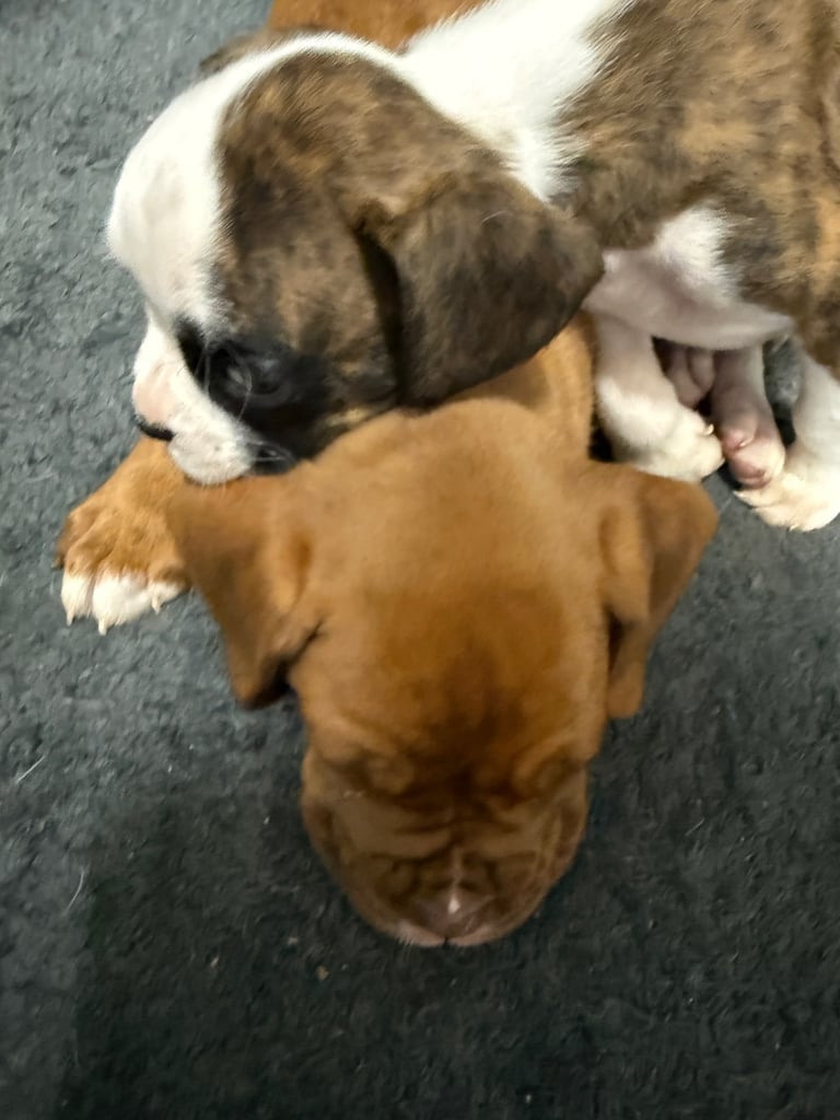 Beautiful boxer puppies 
