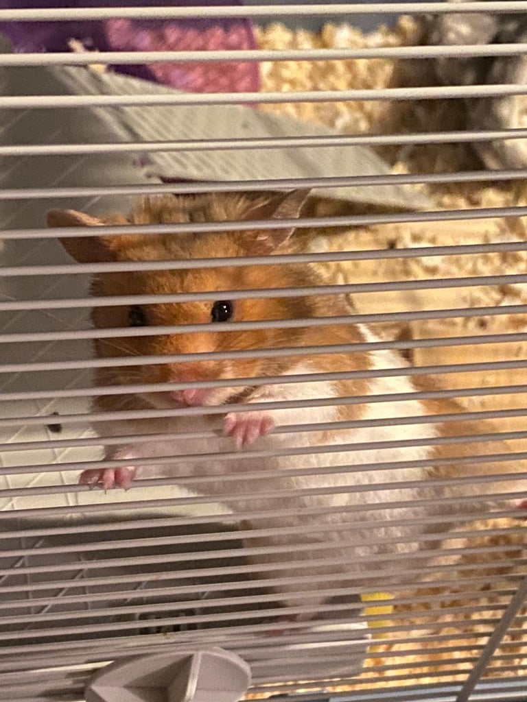 Syrian hamster