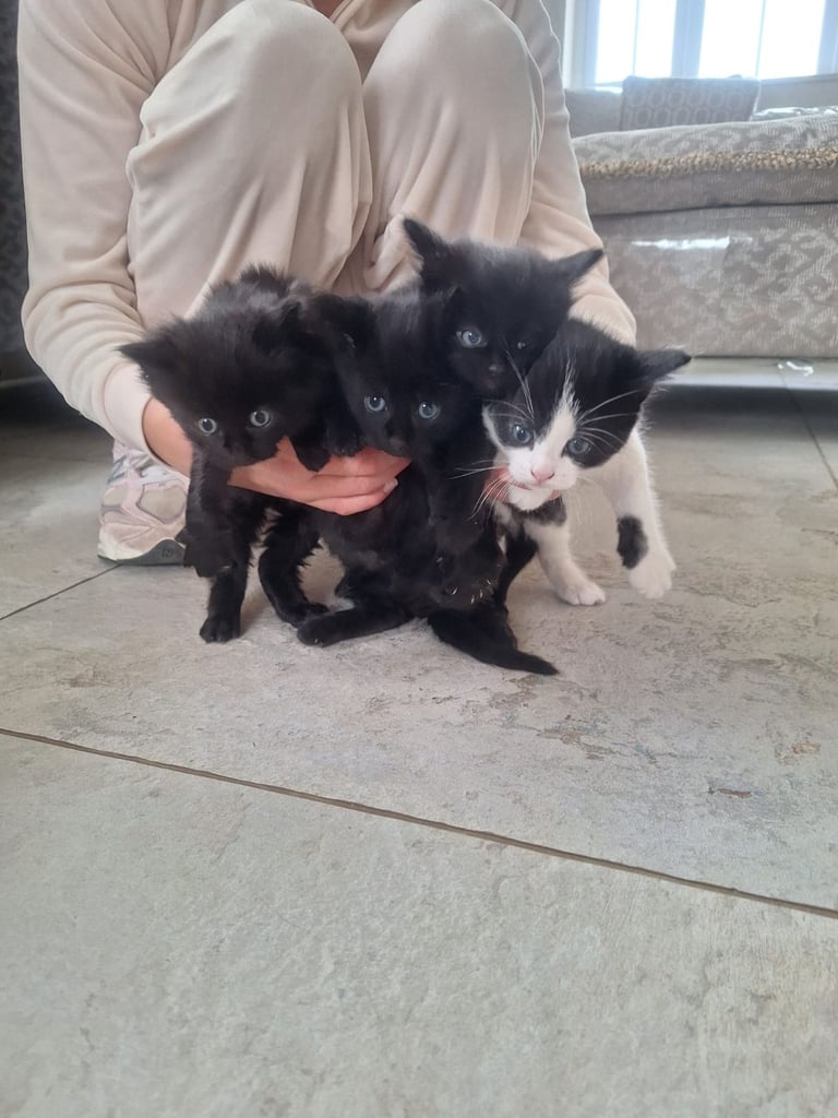 Kittens long and short haired