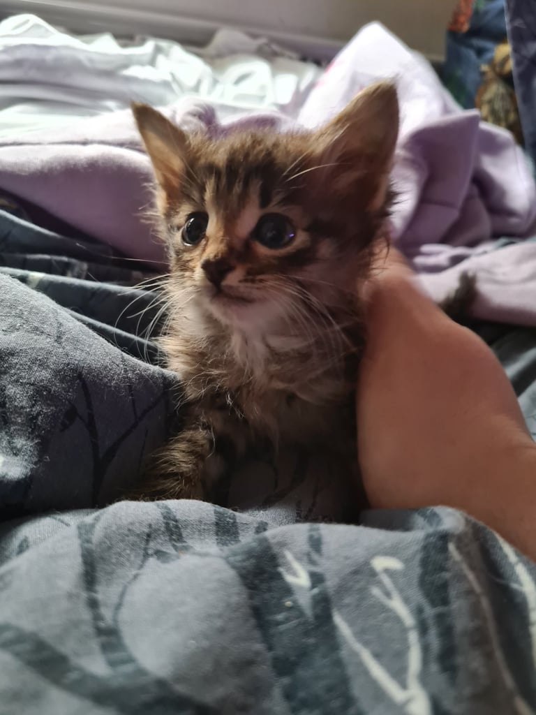 X5 Maine coon x Norwegian forest 