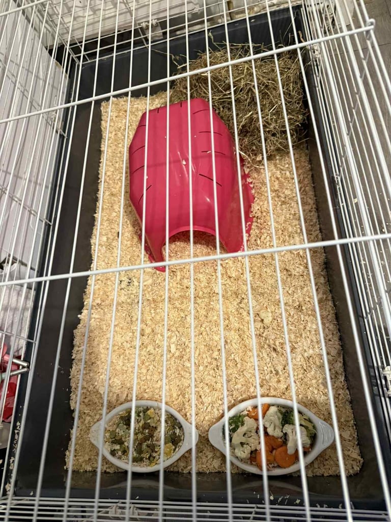 2 Male Guinea Pigs for sale 16 weeks old