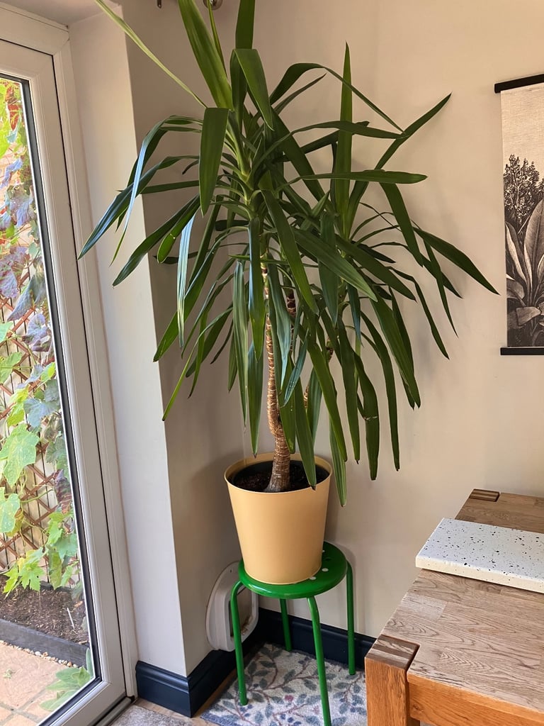 image for 5ft 5 houseplant