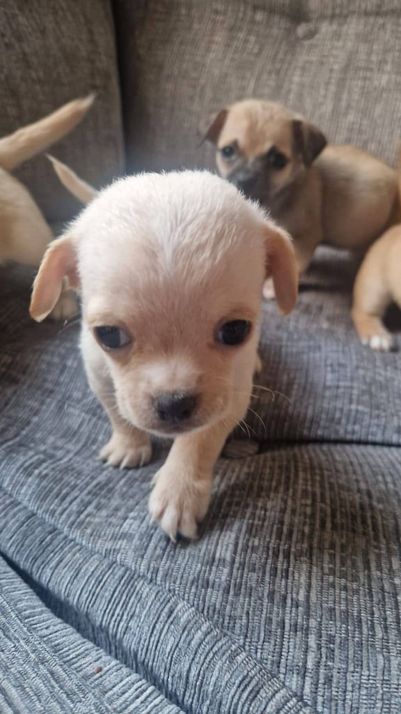 Chihuahua puppies