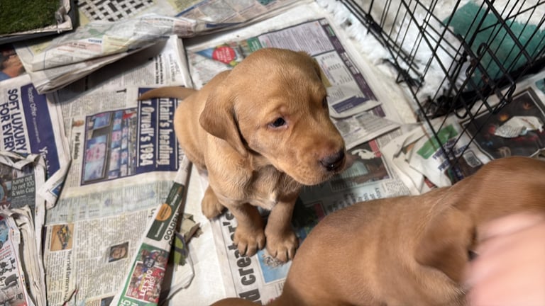 1 KC reg Dark Fox Red Labrador puppy remaining 