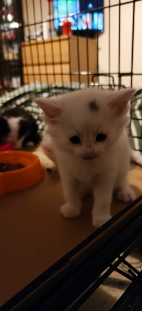 White Kittens