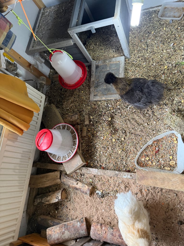 Indoor silkie chickens