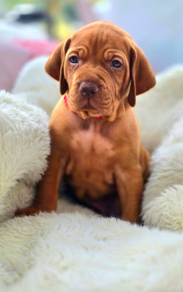 image for Adorable vizsla puppies, exceptional pedigree