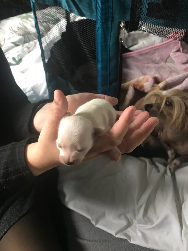 Rare Chi Chi Puppies