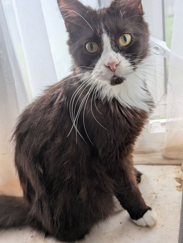 image for Cats for sale
