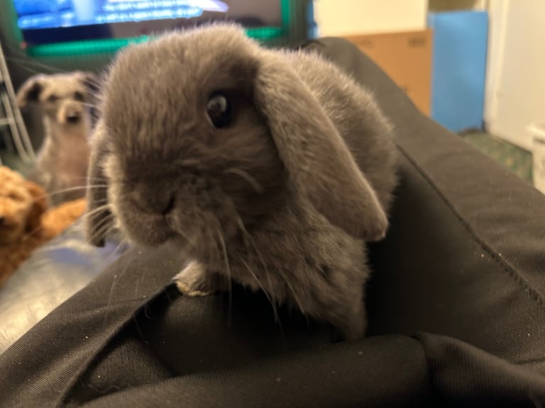 Baby mini lops (2 left). 