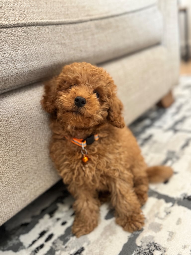 Cute Toy Poodle Puppy – Smart, Playful & Loving!