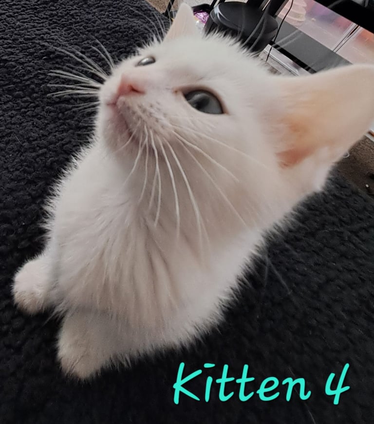4 Stunning kittens for sale
