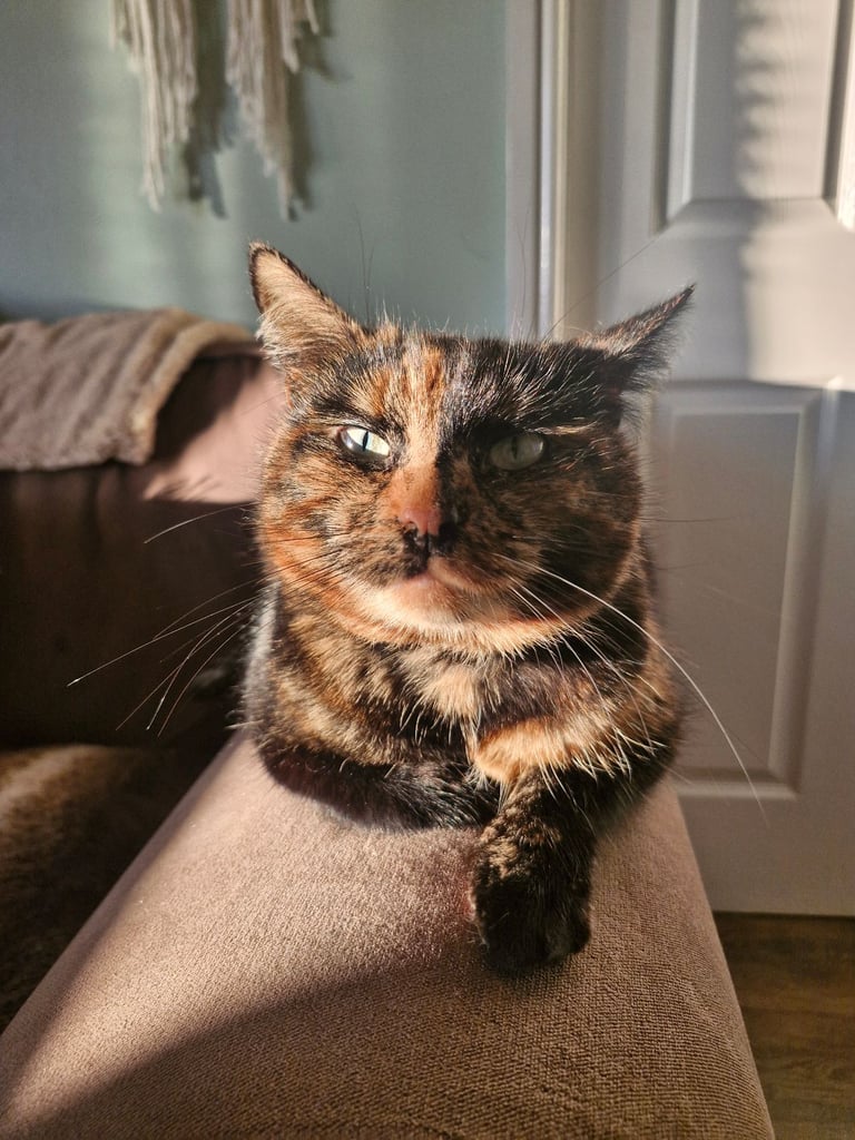 BEAUTIFUL TORTY SAGE 