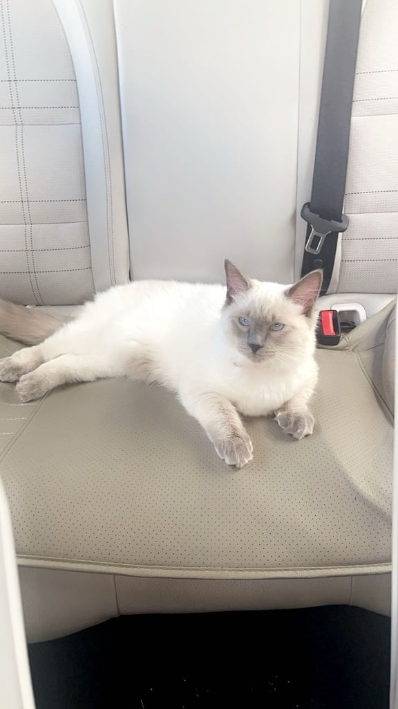 Ragdoll 