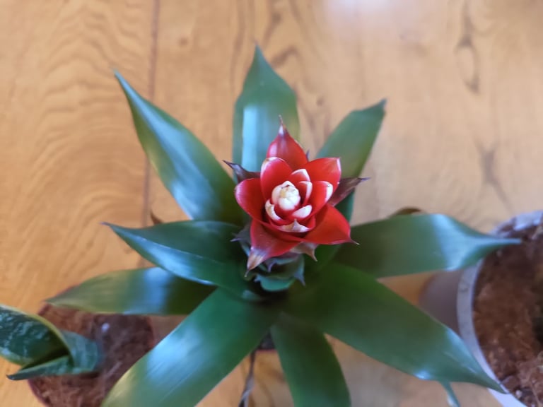 Job lot Houseplants Bromeliad Tradescantia Orchid Philodendron Easy Care Indoor Plants Potted