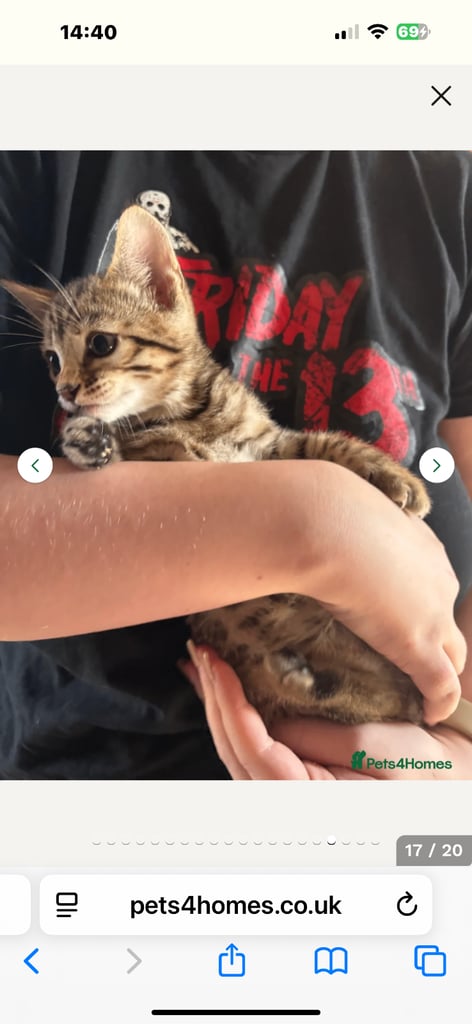 STUNNING BENGAL KITTENS READY NOW 