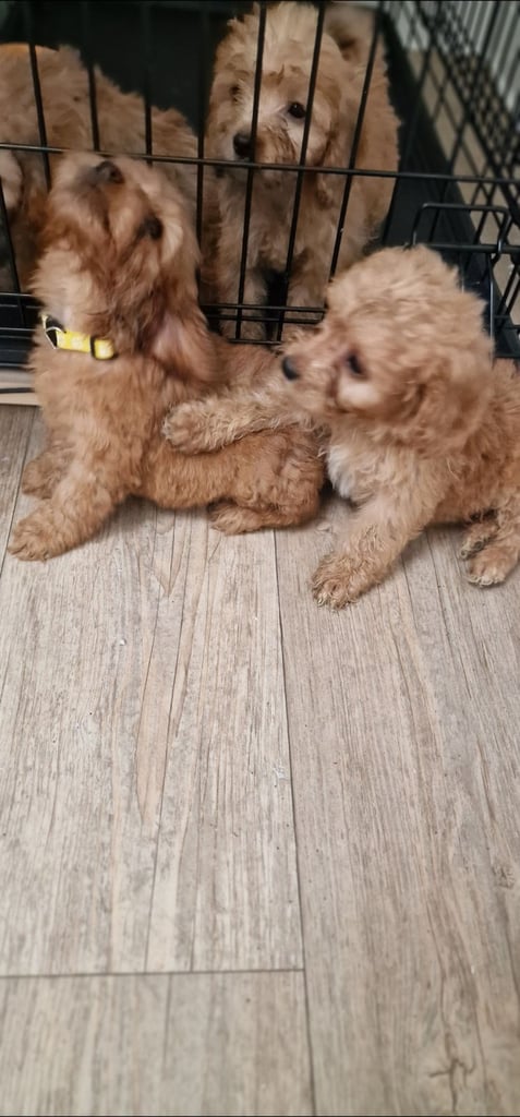 Cockapoo puppies F1