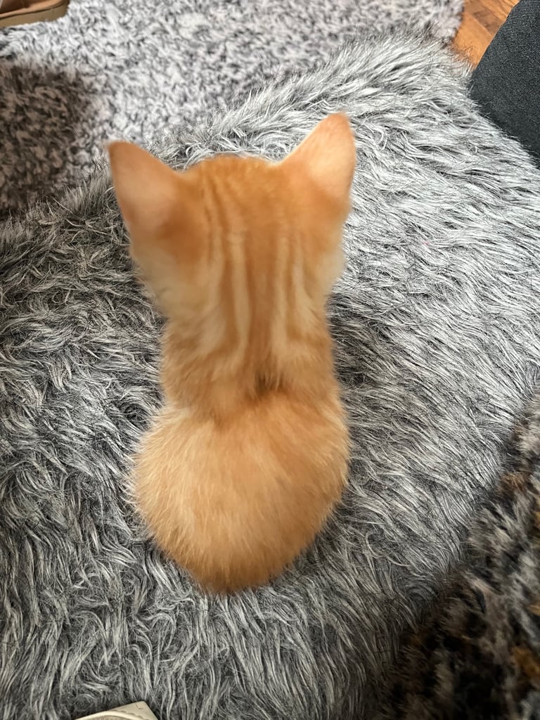 5 tabby kittens for sale 
