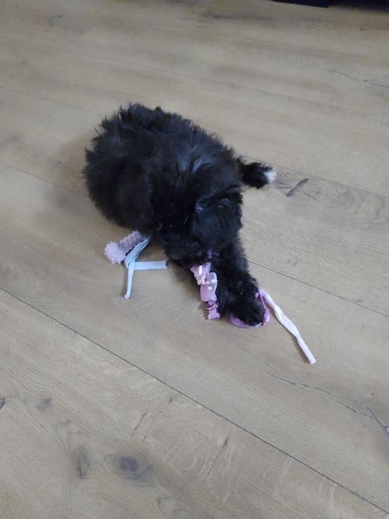 Shihpoo female puppy for sale