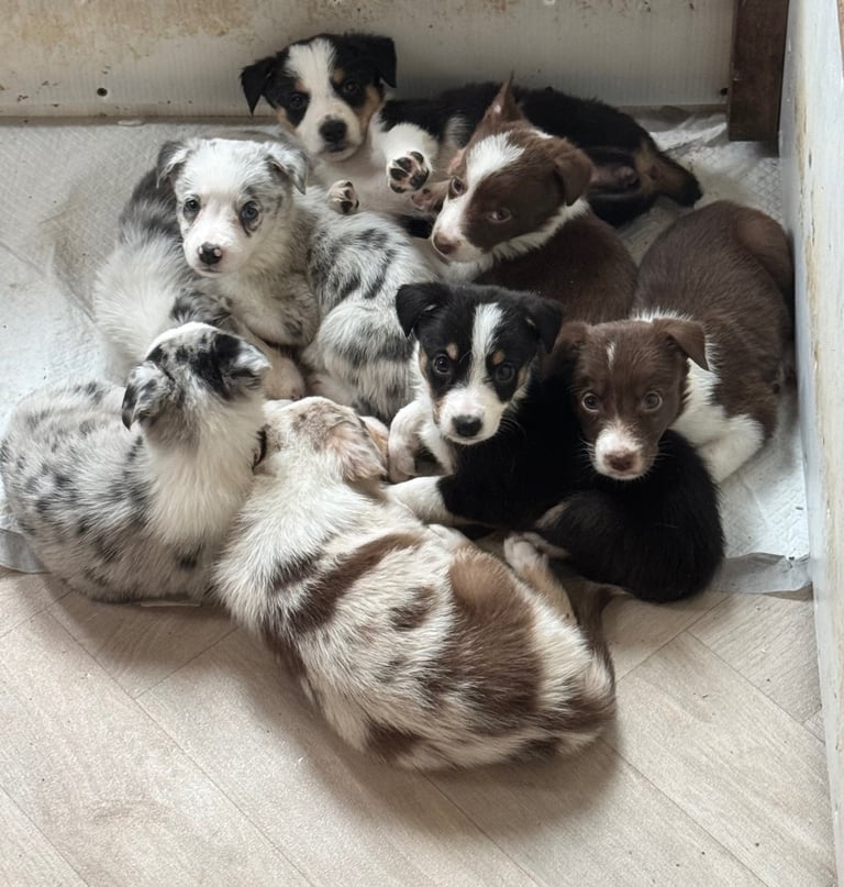 Australian Shepherd x border collie pups 