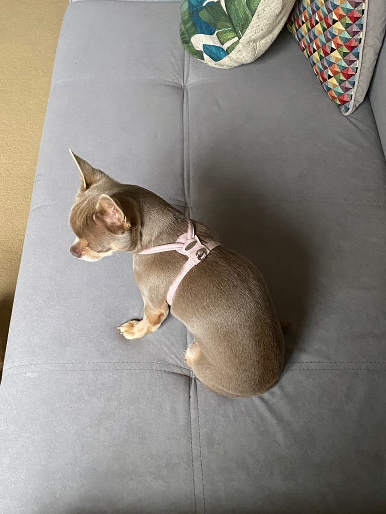 Dog harness, real leather Clementine