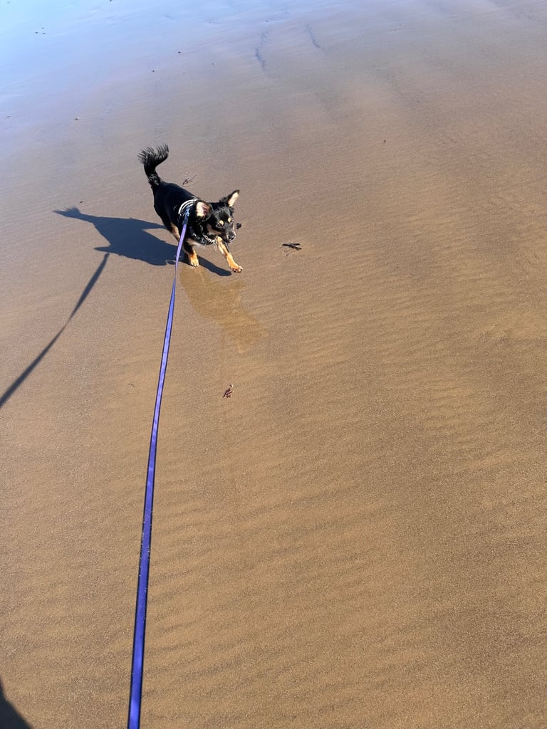 Miniature pinscher male