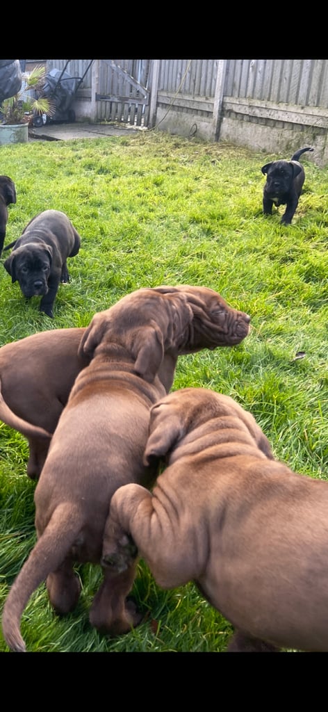 Cane corso x presa canario pups