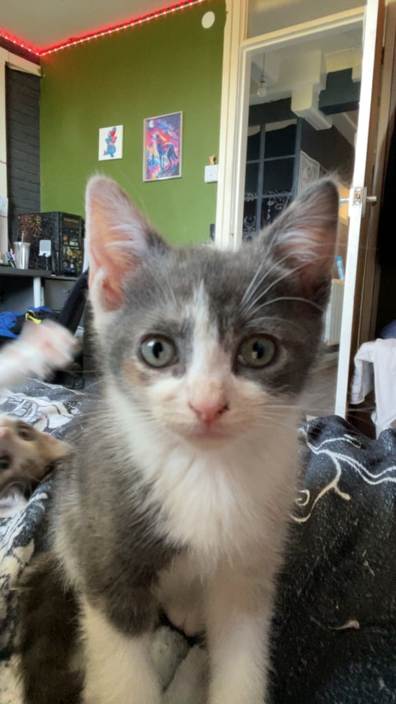 White, dilute calico kittens ready to go