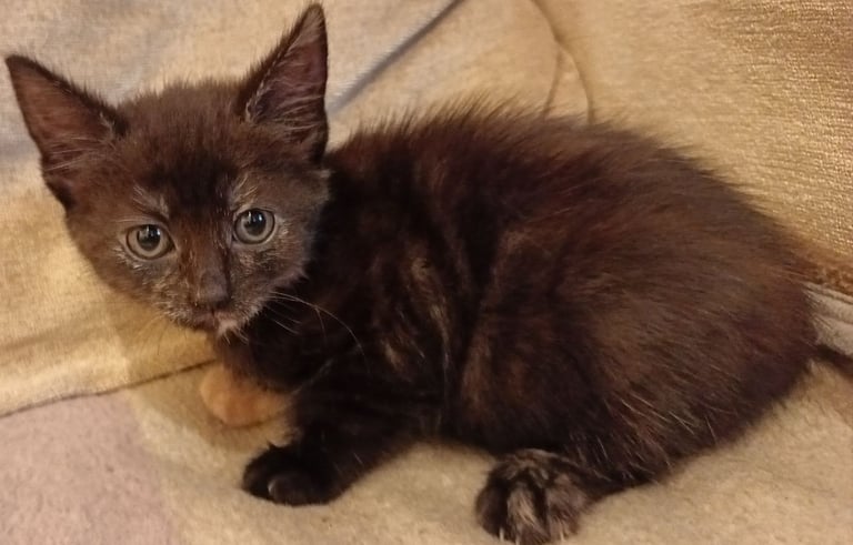 image for Beautiful Kittens