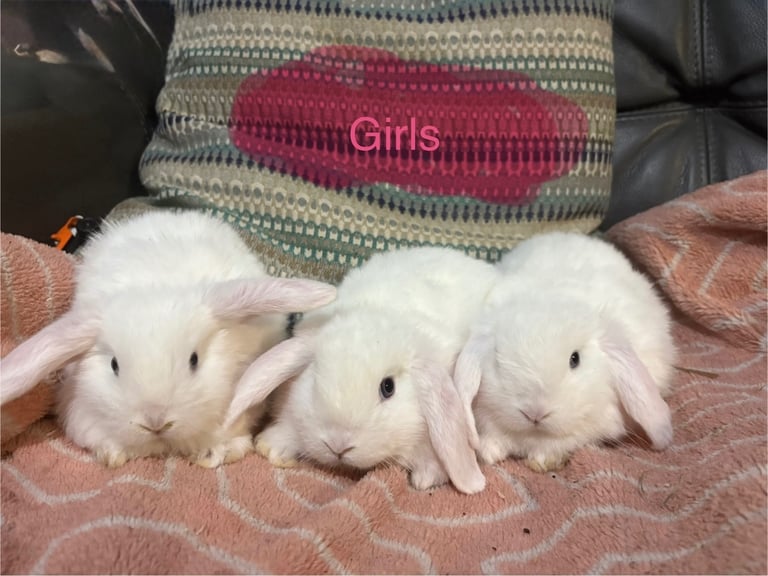 8 mini lop babies 