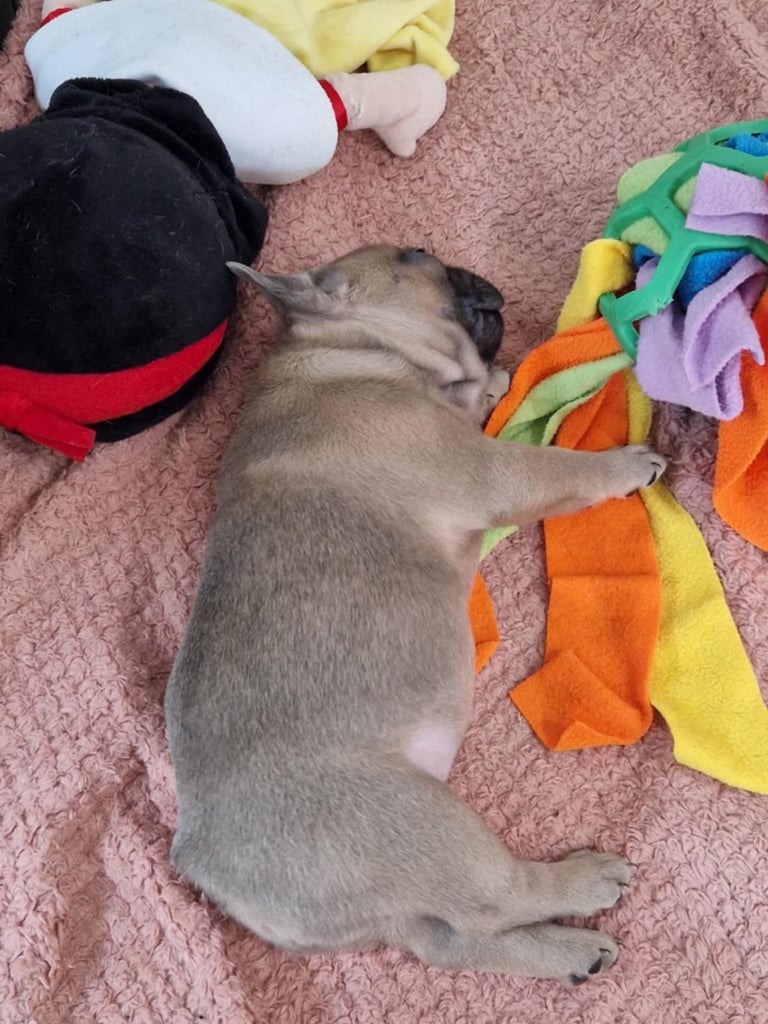 Full pedigree French bulldog puppies