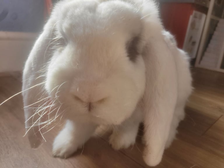 image for Rabbit less than 3 years old
