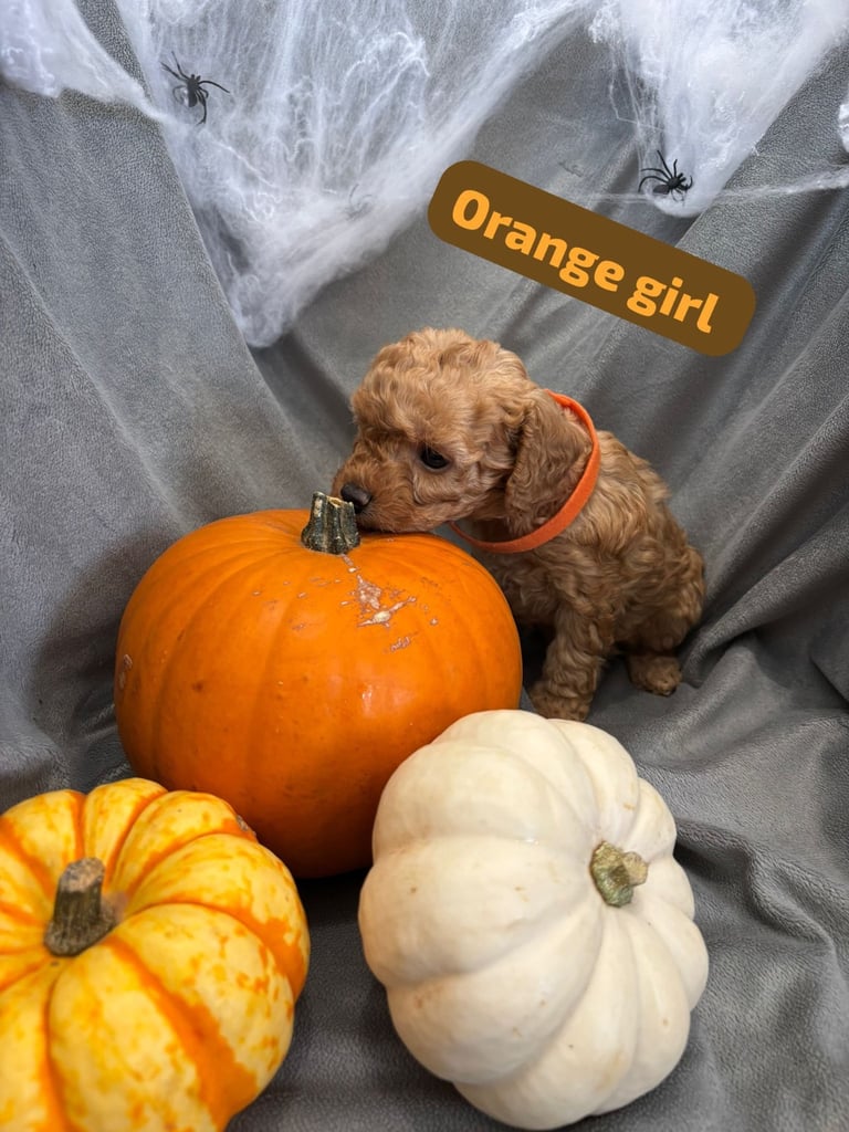 CAVAPOOCHON PUPPIES!!
