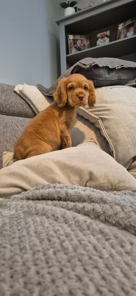  cocker spaniel 10 weeks old