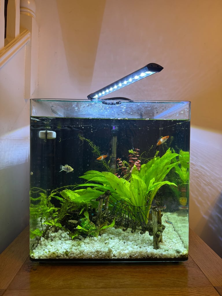 image for Fish tank with fish 